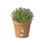 green basics pot de culture 35cm terre cuite doux